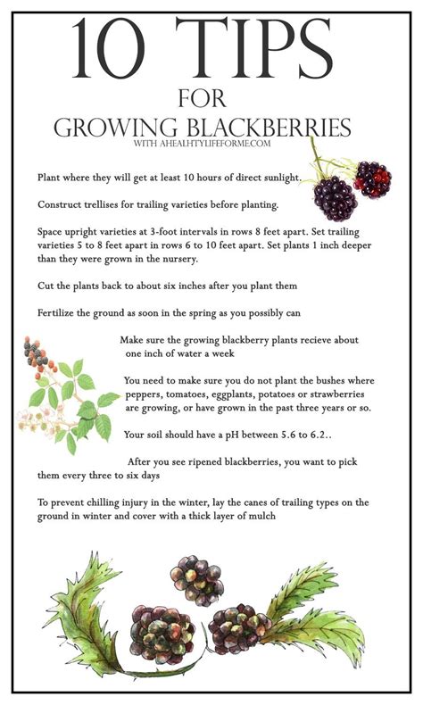 growing blackberries » A Healthy Life For Me