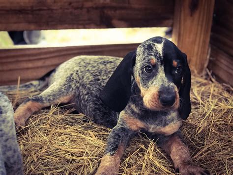 Blue tick puppy #coonhound #bluetickpuppy #bluetick # bluetickccoonhound | Puppies, Coonhound ...