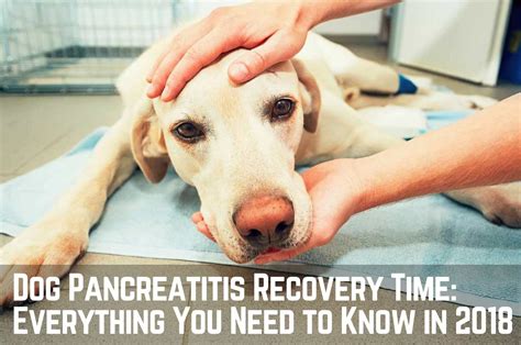 Dog Pancreatitis Symptoms, Fixes, Recovery Time | Therapy Pet