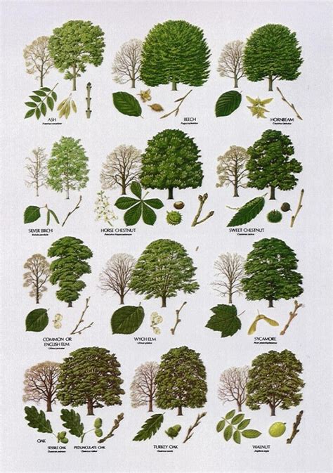 British Tree Leaf | Tree identification, Tree leaf identification, Leaf ...