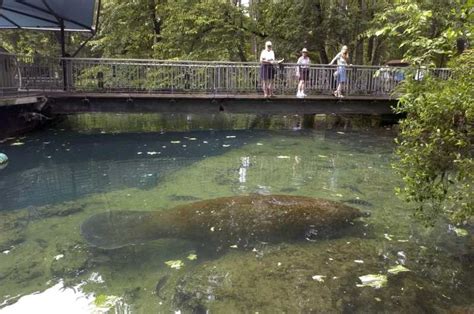 Orlando: Swim with Manatees and Homosassa State Park Visit | GetYourGuide