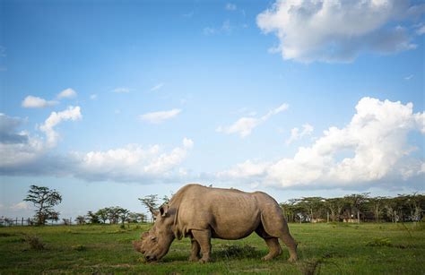 The Loneliest Animals In The World - You Might Cry After Reading These