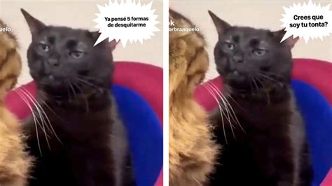 Gato negro inunda las redes con memes por su mirada fija y juzgadora - UnoTV