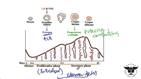 194 - Estrogen, Progesterone, LH, FSH, ovulation, menses, Proliferative and etc. - USMLE STEP 1 ...