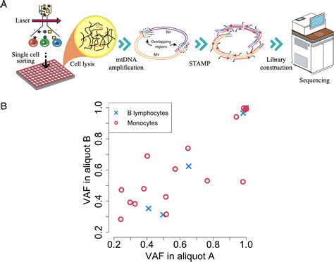 High-frequency and functional mitochondrial DNA mutations at the single ...