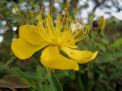 Hypericum Flower Free Stock Photo - Public Domain Pictures