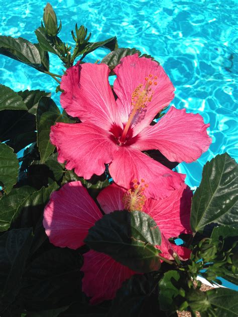 Beautiful Hibiscus by the Pool | Flower wallpaper, Flower aesthetic, Hibiscus