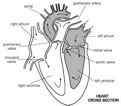 Simple heart diagram | Simple heart diagram labeled | Human heart ...