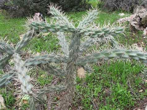 Can anyone key out this Cylindropuntia species (unfortunately I do not have pictures of the ...