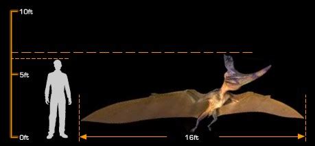 Image - Pteranodon size comparison.jpg - DisneyWiki