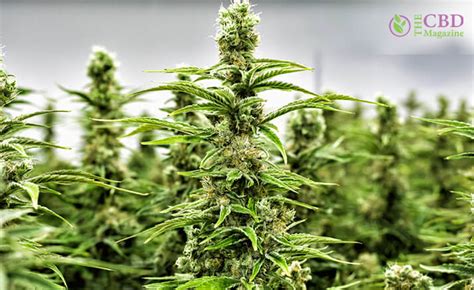 Top 7 Best Sativa Strains: Sativa Weed Strains For Creativity And Energy