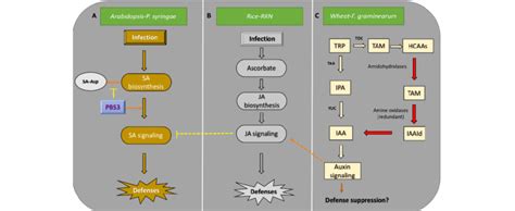 Summary of the hormone signaling pathways in plant immunity discussed... | Download Scientific ...