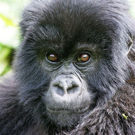 Mountain Gorilla | Rainforest Alliance