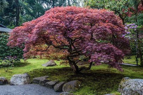 Pruning Japanese Maples: The Complete Guide