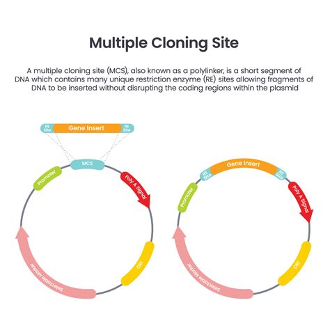 Multiple Cloning Site MCS scientific vector illustration infographic ...