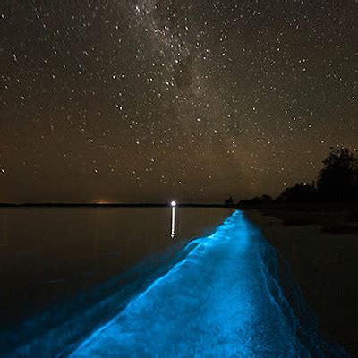 Aqua Marine Discovery: Dinoflagellates: Bioluminescent Algae