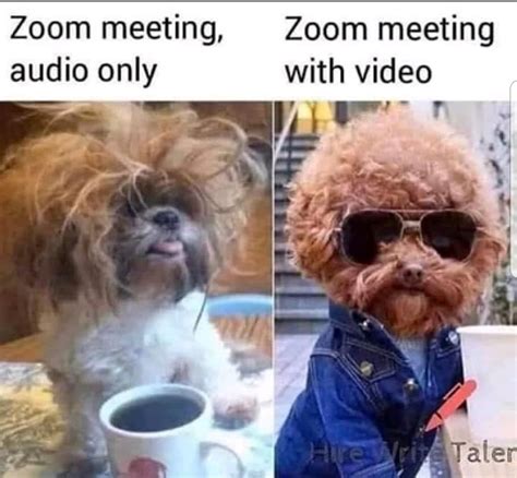 Zoom Meetings : r/memes