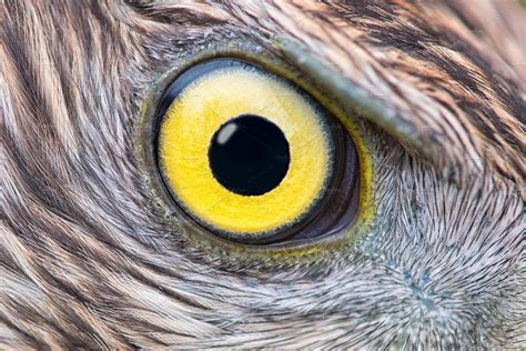 Eagle eye close-up | Animal Stock Photos ~ Creative Market