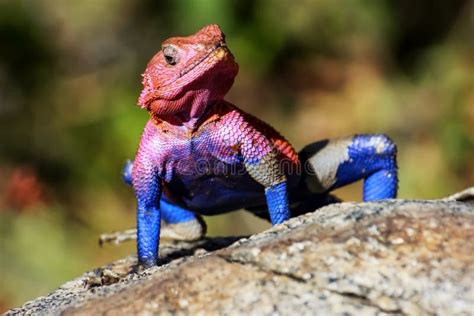 A Colorful Lizard in the African Savannah. Serengeti National Park. Africa. Stock Image - Image ...