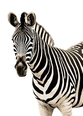 Zebra PNG image