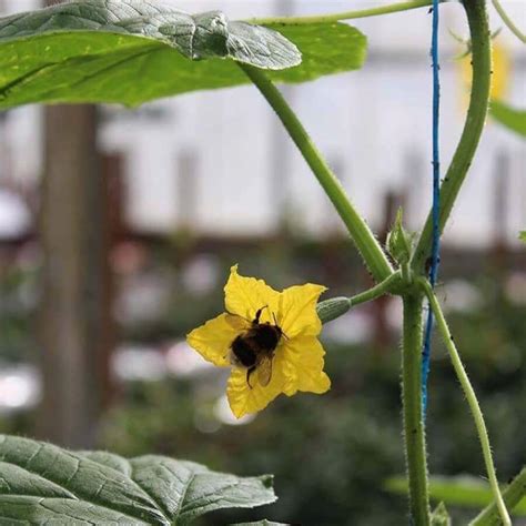 Cucumber Edible Flowers | Nurtured in Norfolk