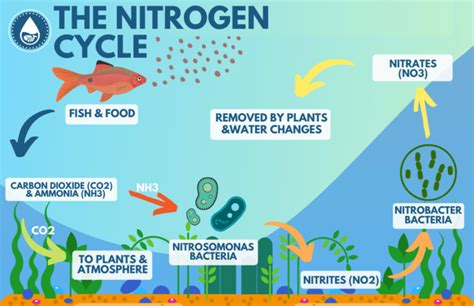 How to calculate ppm nitrite in fish tank - ascselinx