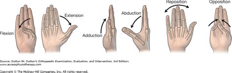 Opposition Anatomy Definition - Anatomical Charts & Posters