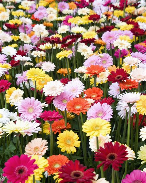 25 Different Types of Daisies to Plant In Your Garden This Spring ...