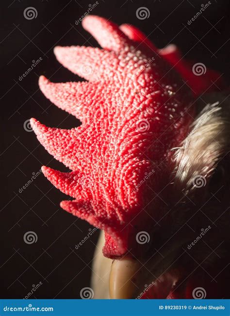 Red rooster comb stock image. Image of crest, livestock - 89230319