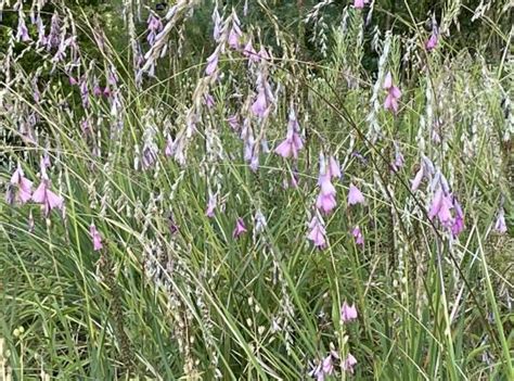 Dierama Pink Rocket