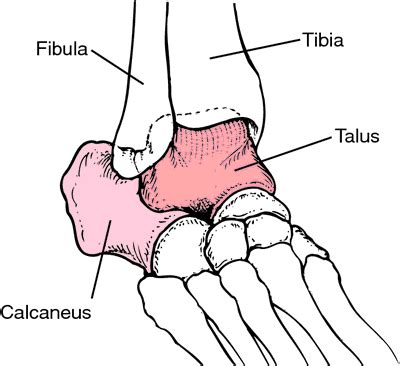 Ankle | definition of ankle by Medical dictionary