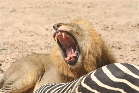 Lion Eating Zebra | Travel T.V. | Flickr