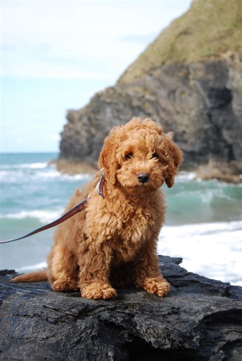 cockapoo | Cockapoo dog, Puppies, Cute dogs