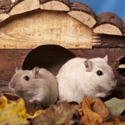 Gerbils: behaviour - Mayne Vets