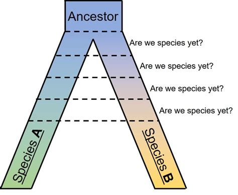 Speciation and Macroevolution - QCE Biology Revision