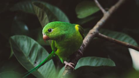 Wallpaper parakeet, parrot, green, bird, branch hd, picture, image