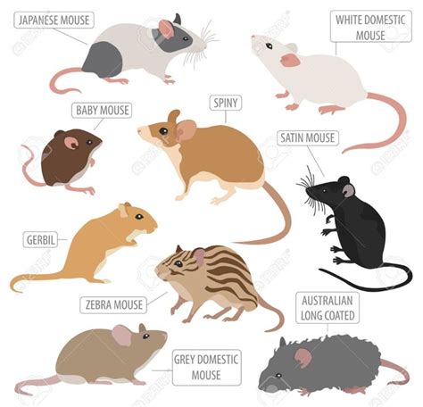 different types of mouses and their names on a white background stock photo - illustration