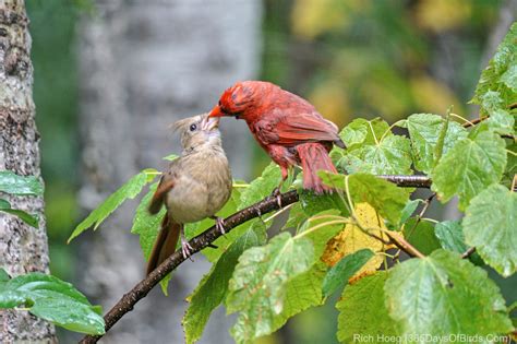 Northern Cardinal Feeding Fledgling | 365 Days of Birds