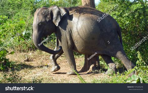 361 Pregnant Elephant Images, Stock Photos & Vectors | Shutterstock