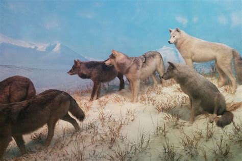 Where Does the Leader of the Wolf Pack Walk? – Fauna Facts