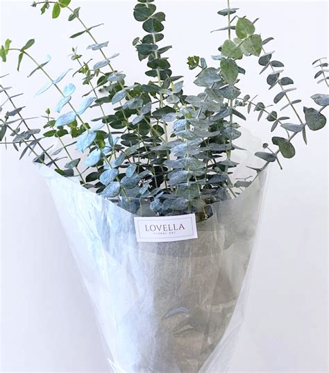 Fresh Eucalyptus Bouquet - LOVELLA