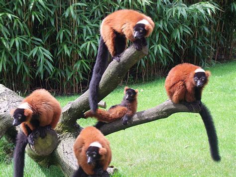 Red Ruffed Lemur Facts, Diet, Habitat, Pictures