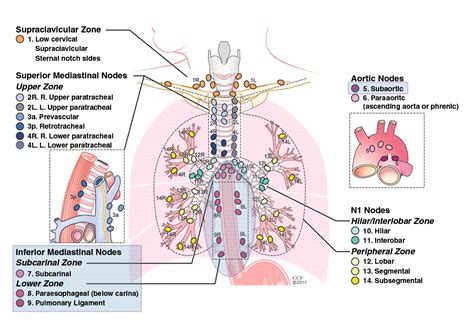 Mediastinal Lymph Nodes