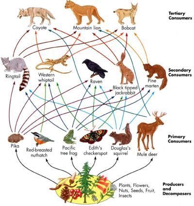 Grassland Biome Food Chain | Rainforest food web, Food web, Ecosystems