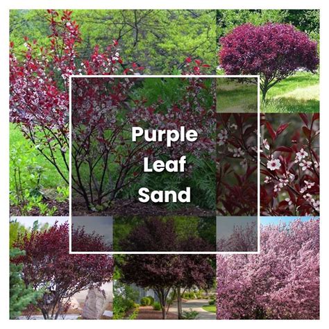 How to Grow Purple Leaf Sand Cherry Tree - Plant Care & Tips ...