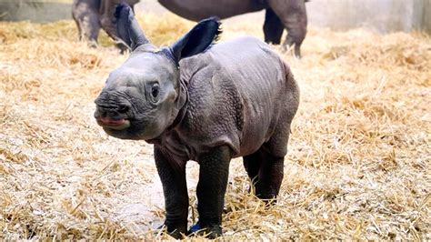 New baby rhino at Denver Zoo will melt your heart | 10tv.com