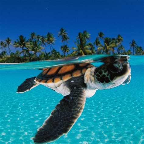 Tartaruga | World turtle day, Animals, Sea turtle