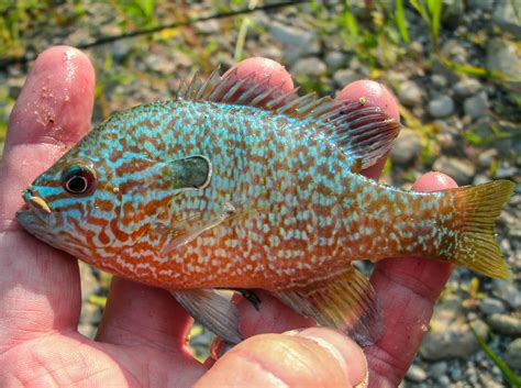 Hhop's Nature Walk: Early Fall Fishing and Relaxation