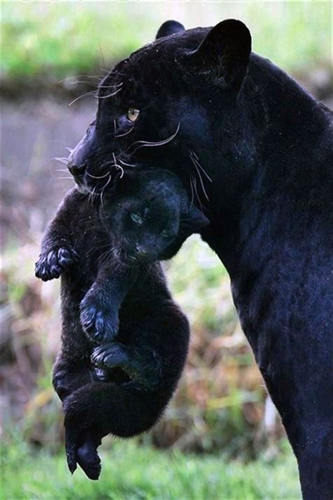 Black Panther with Cub Wild Animals Pictures, Animal Pictures, Animals ...