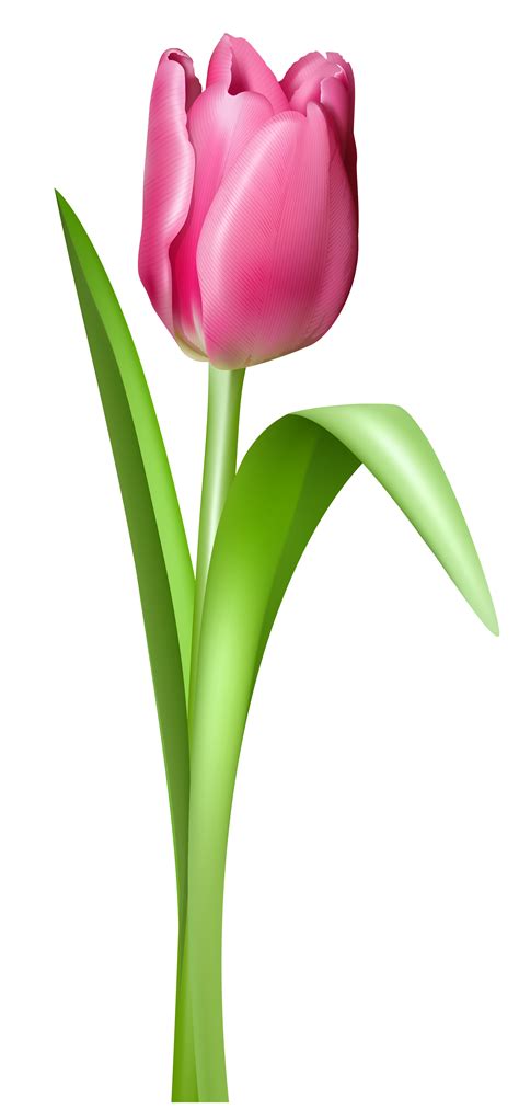 Tulip PNG Transparent Images | PNG All